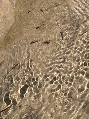 Cyprinodon macularius