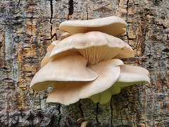 Omphalotus nidiformis