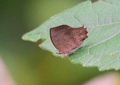 Surendra quercetorum