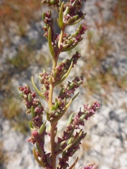 Suaeda calceoliformis