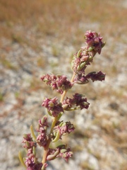 Suaeda calceoliformis
