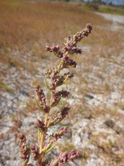 Suaeda calceoliformis