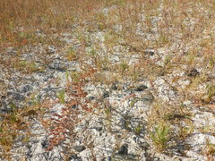 Suaeda calceoliformis