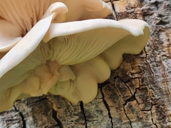 Omphalotus nidiformis