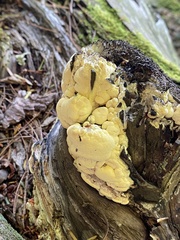 Antrodiella