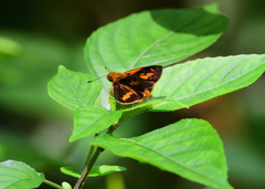 Oriens goloides