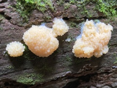 Myxomycetes