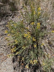 Ericameria bloomeri