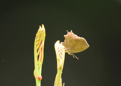 Surendra quercetorum