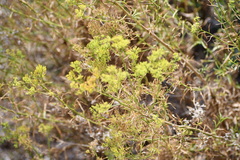 Gutierrezia microcephala