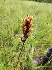 Fimbristylis dichotoma