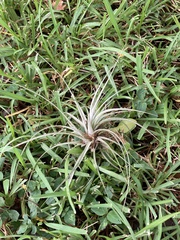 Tillandsia fasciculata