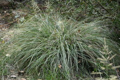 Nolina texana