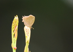 Surendra quercetorum