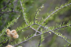 Forestiera angustifolia