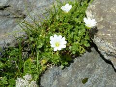 Cerastium uniflorum