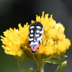 Acmaeodera disjuncta