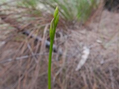 Cryptostylis hunteriana