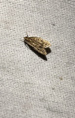 Psilocorsis reflexella