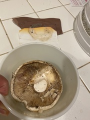 Neolentinus ponderosus