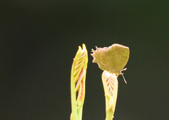 Surendra quercetorum