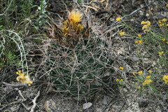 Hamatocactus hamatacanthus hamatacanthus