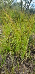 Heteropogon contortus