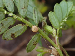 Phyllanthus
