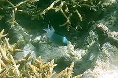 Acanthochromis polyacanthus