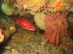 Bodianus pulcher