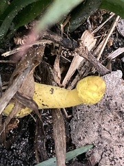 Leucocoprinus birnbaumii image