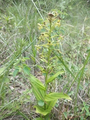 Habenaria novemfida
