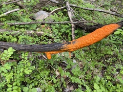 Fusicolla merismoides