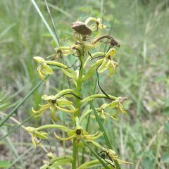 Habenaria novemfida