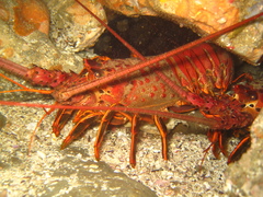 Panulirus interruptus