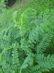 Amorpha fruticosa
