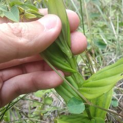 Habenaria novemfida
