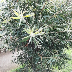 Melaleuca viminalis