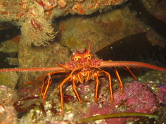 Panulirus interruptus