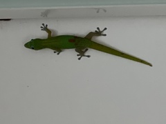 Phelsuma laticauda
