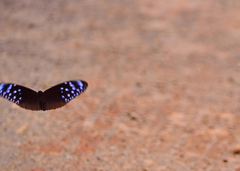 Euploea mulciber