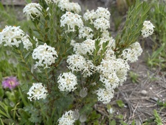 Pimelea glauca