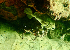 Nectocarcinus integrifrons