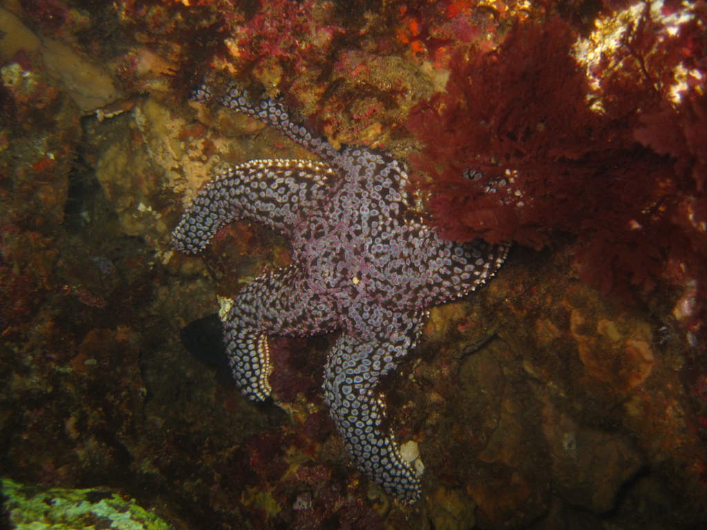 Giant Sea Star from Isla Natividad, B.C.S., México on May 14, 2017 at ...