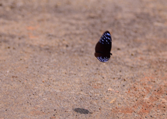 Euploea mulciber