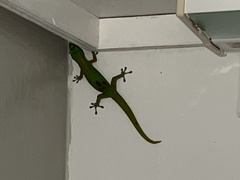 Phelsuma laticauda