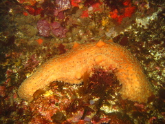 Apostichopus parvimensis