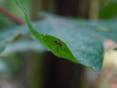 Leucauge fastigata