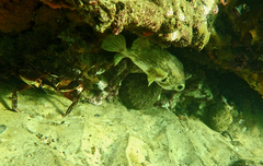 Nectocarcinus integrifrons