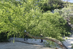 Parkinsonia